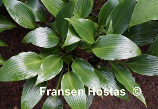 Hosta Wily Willy